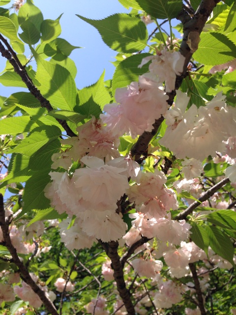 f:id:smallpalace:20150426210814j:plain f:id:smallpalace:20150426210814j:plain