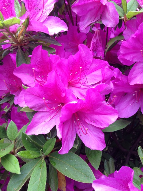 f:id:smallpalace:20150510145503j:plain f:id:smallpalace:20150510145503j:plain