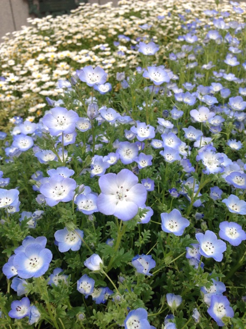 f:id:smallpalace:20150511074339j:plain f:id:smallpalace:20150511074339j:plain