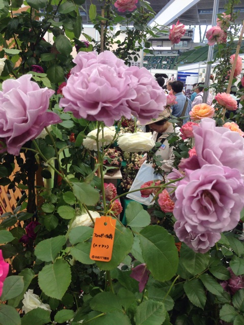 f:id:smallpalace:20150517131519j:plain f:id:smallpalace:20150517131519j:plain