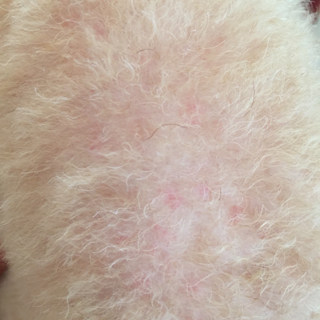 f:id:smile2poo-y:20150826005103j:image f:id:smile2poo-y:20150826005103j:image