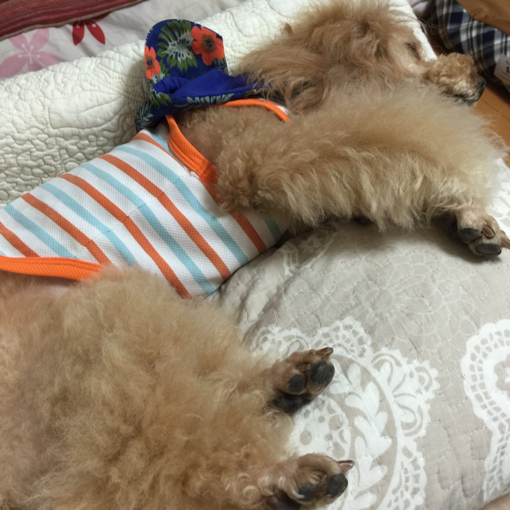 f:id:smile2poo-y:20150826022727j:image f:id:smile2poo-y:20150826022727j:image