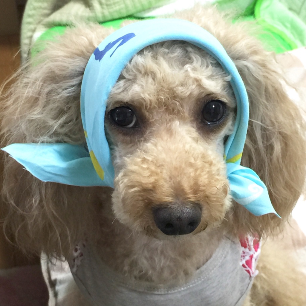f:id:smile2poo-y:20150827061111j:image f:id:smile2poo-y:20150827061111j:image