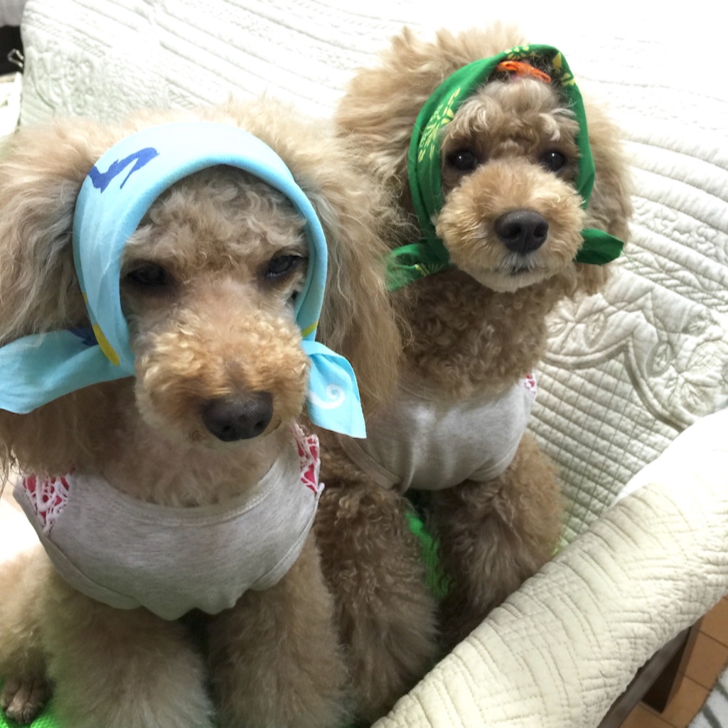 f:id:smile2poo-y:20150827061229j:image f:id:smile2poo-y:20150827061229j:image