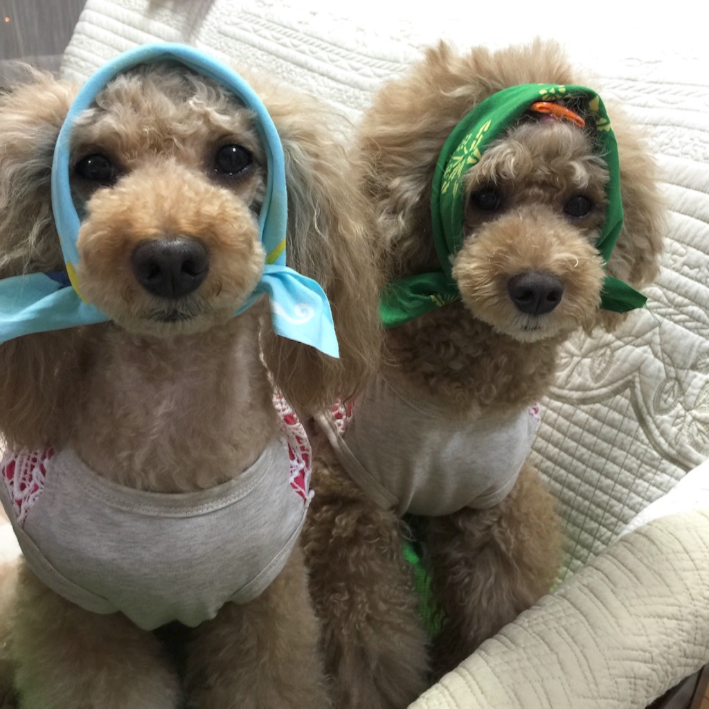 f:id:smile2poo-y:20150827061336j:image f:id:smile2poo-y:20150827061336j:image