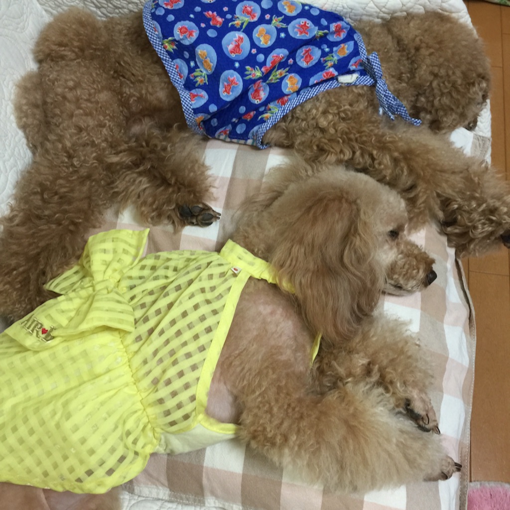 f:id:smile2poo-y:20150829223222j:image f:id:smile2poo-y:20150829223222j:image