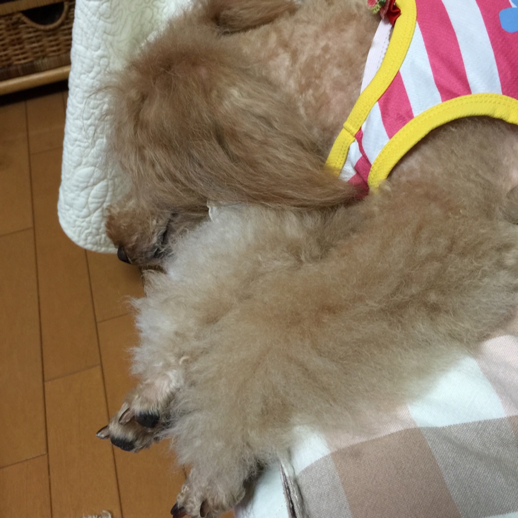 f:id:smile2poo-y:20150903005355j:image f:id:smile2poo-y:20150903005355j:image