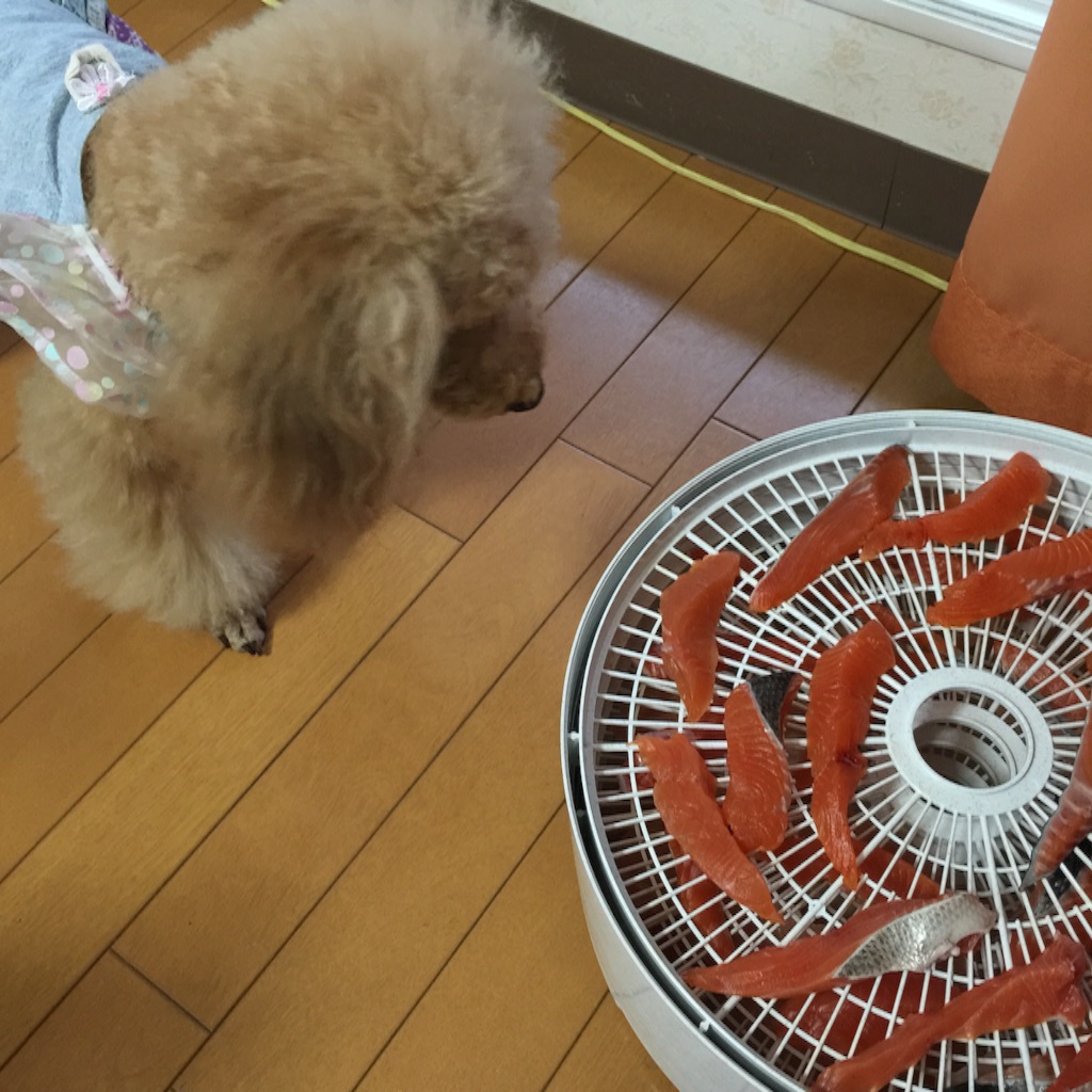 f:id:smile2poo-y:20150904100752j:image f:id:smile2poo-y:20150904100752j:image