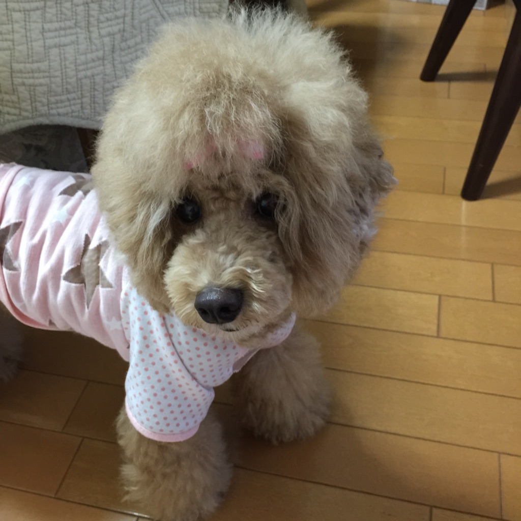 f:id:smile2poo-y:20150904100825j:image f:id:smile2poo-y:20150904100825j:image