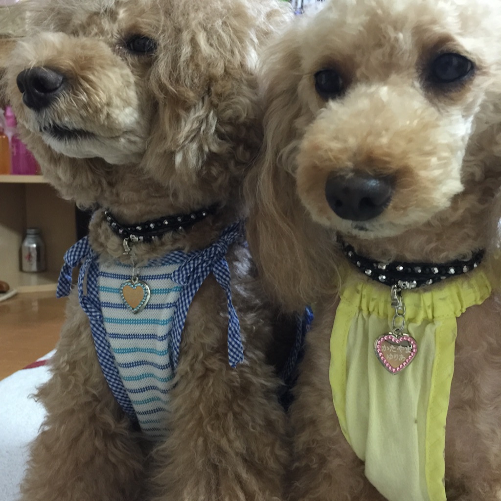 f:id:smile2poo-y:20150907213057j:image f:id:smile2poo-y:20150907213057j:image