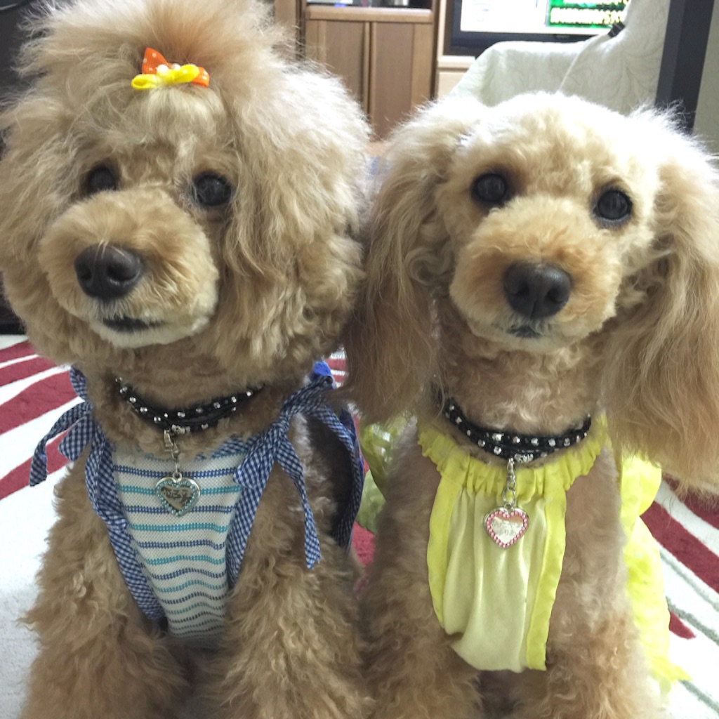 f:id:smile2poo-y:20150907213116j:image f:id:smile2poo-y:20150907213116j:image