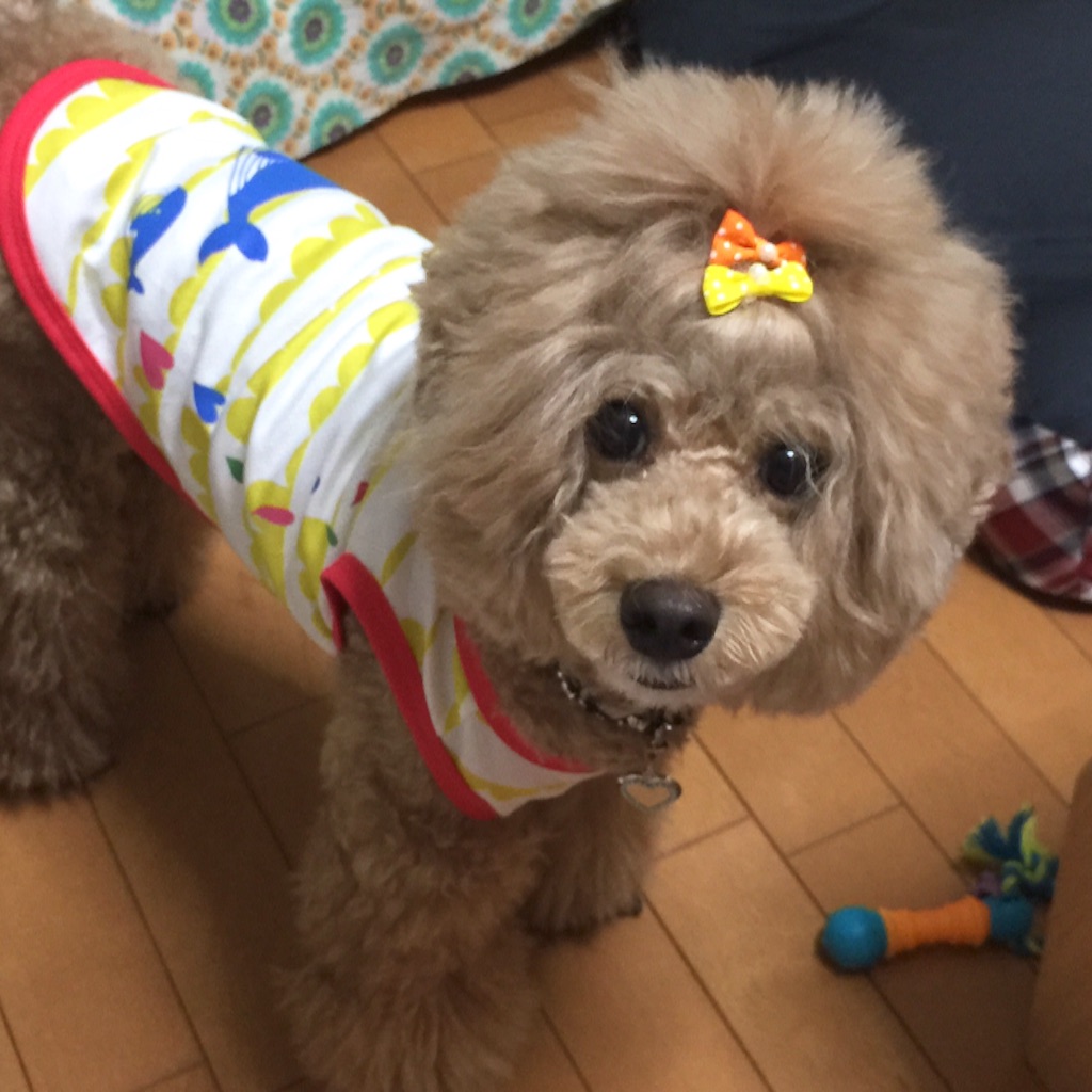 f:id:smile2poo-y:20150911143755j:image f:id:smile2poo-y:20150911143755j:image