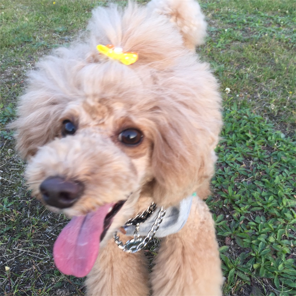 f:id:smile2poo-y:20150927003538j:image f:id:smile2poo-y:20150927003538j:image