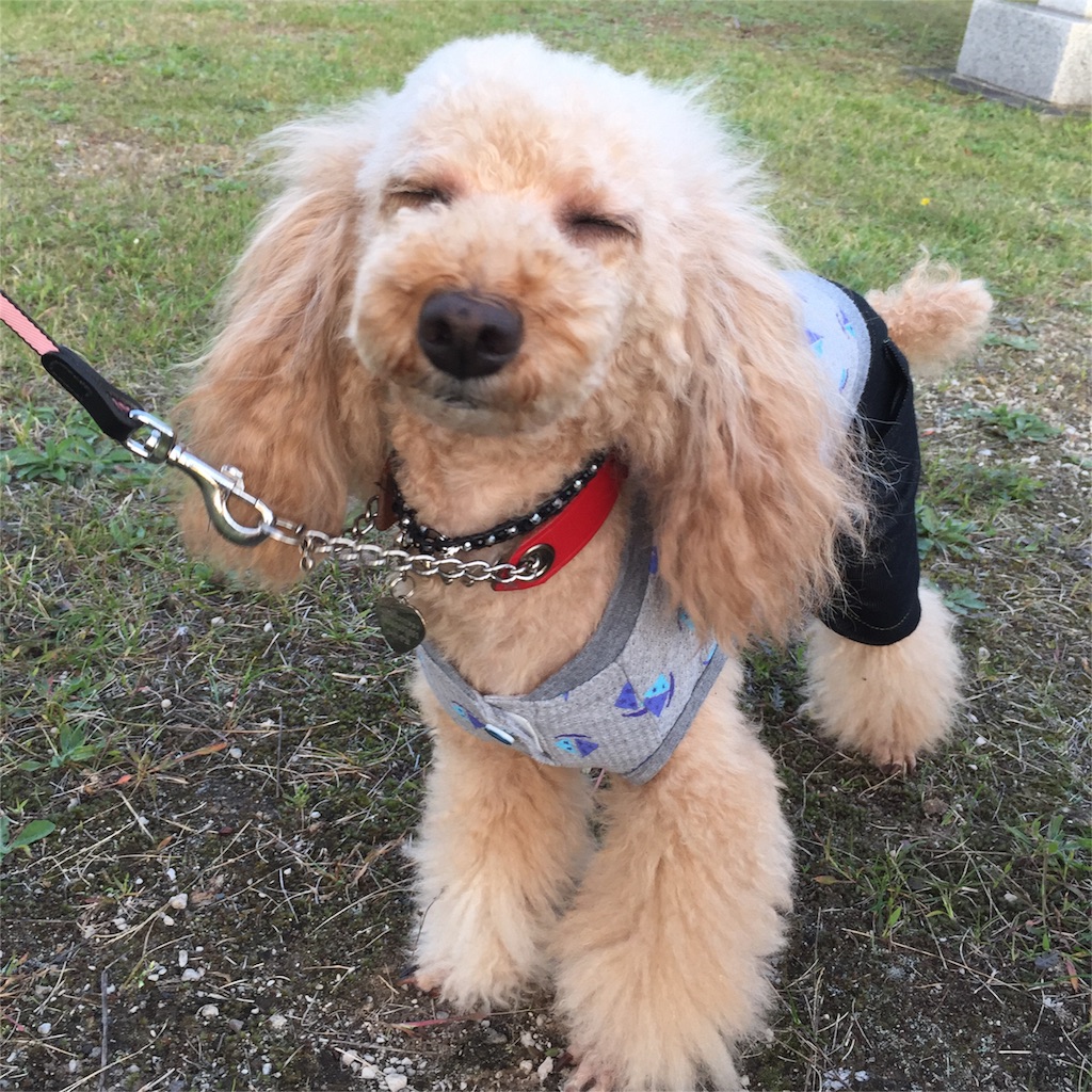 f:id:smile2poo-y:20150927003906j:image f:id:smile2poo-y:20150927003906j:image