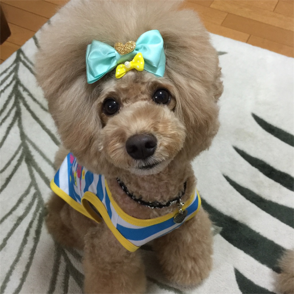 f:id:smile2poo-y:20150927011506j:image f:id:smile2poo-y:20150927011506j:image