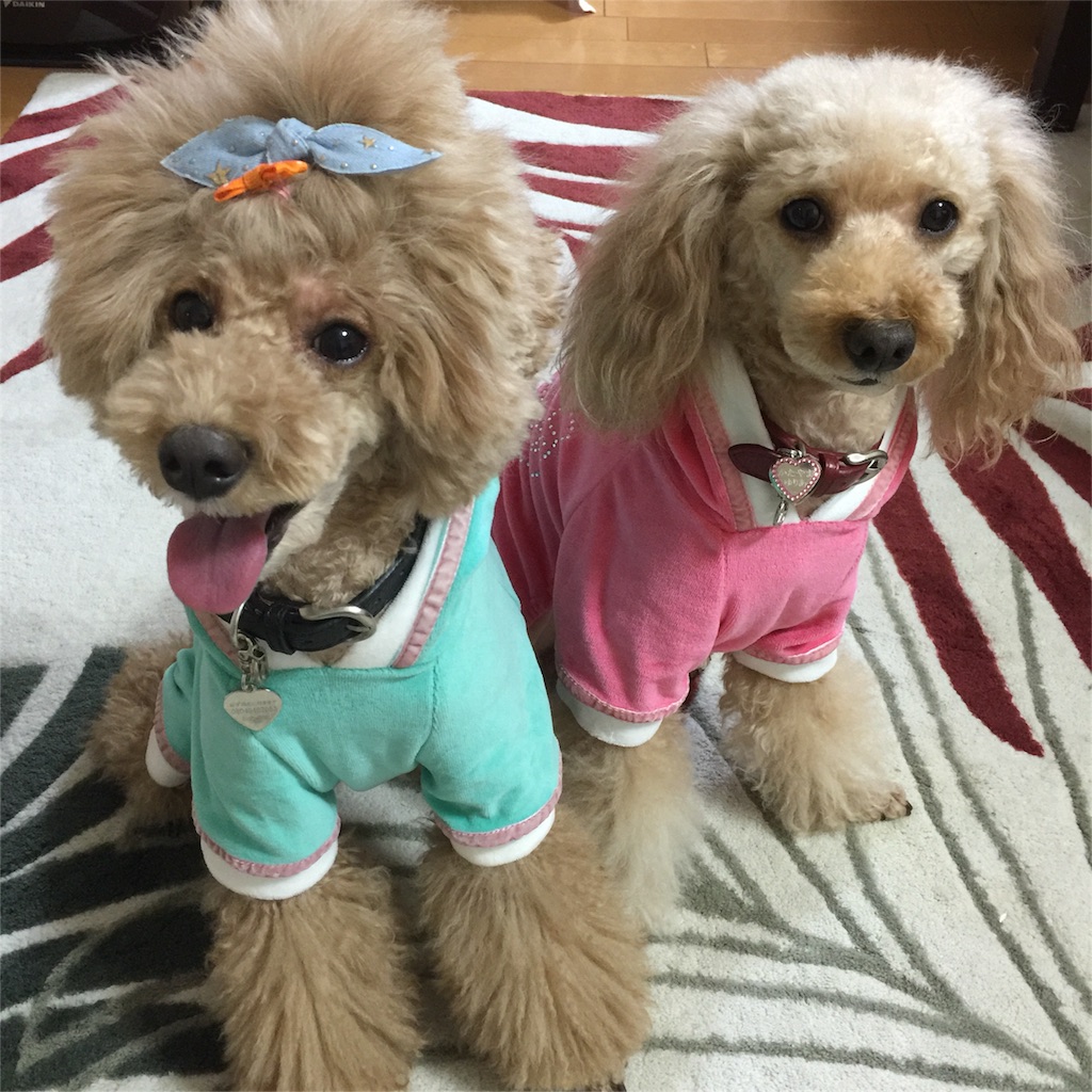 f:id:smile2poo-y:20151023111138j:image f:id:smile2poo-y:20151023111138j:image