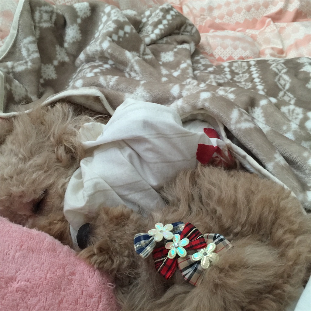 f:id:smile2poo-y:20151129000724j:image f:id:smile2poo-y:20151129000724j:image