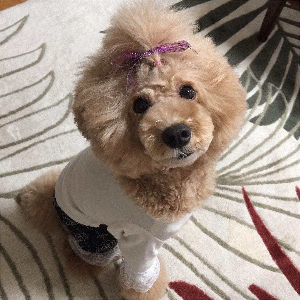f:id:smile2poo-y:20160113022901j:image f:id:smile2poo-y:20160113022901j:image
