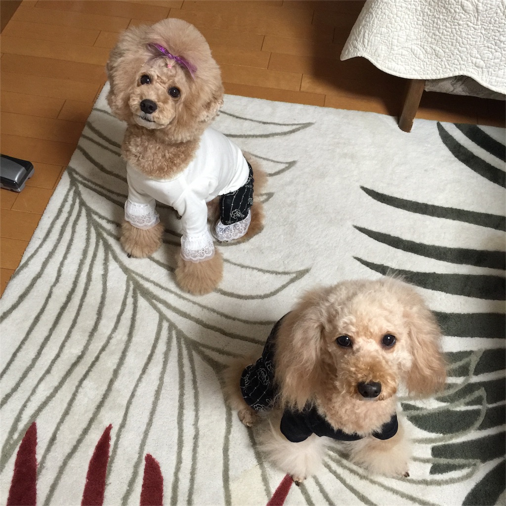 f:id:smile2poo-y:20160113024234j:image f:id:smile2poo-y:20160113024234j:image