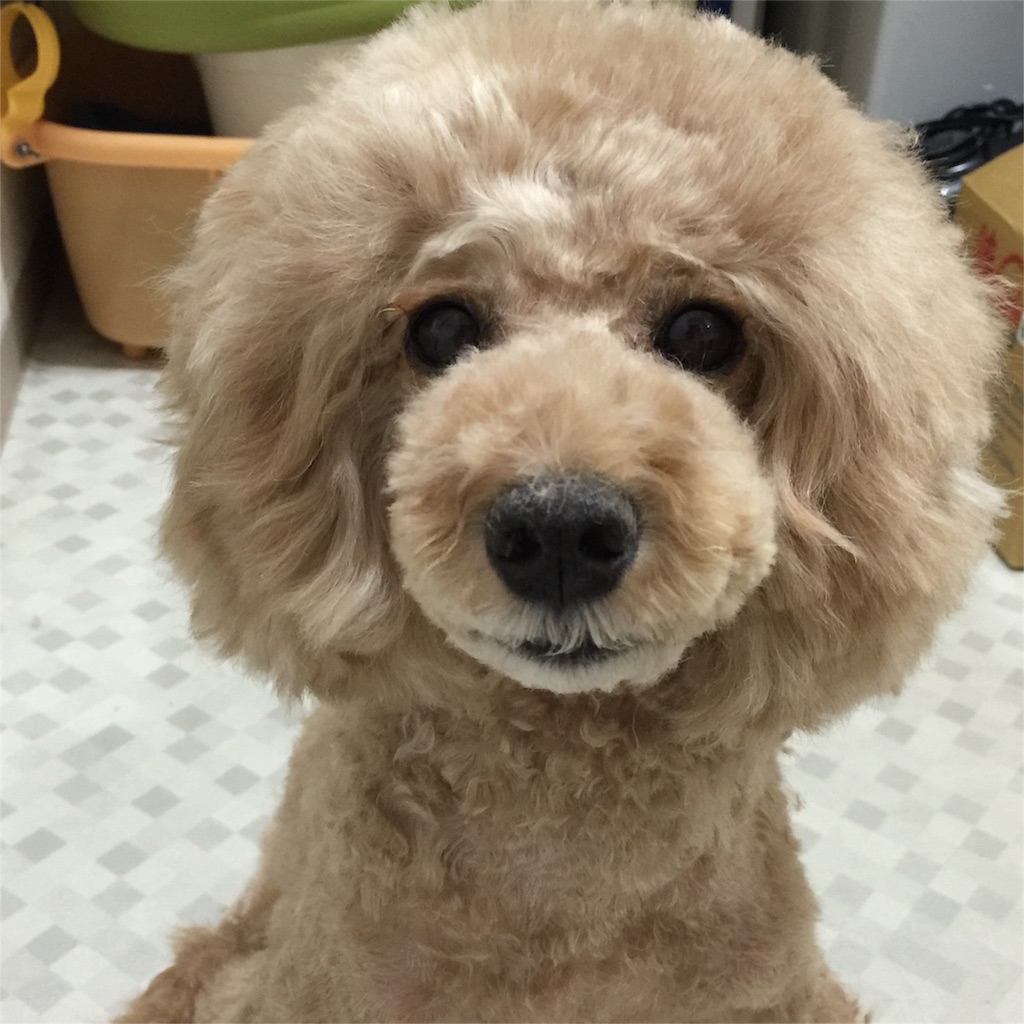 f:id:smile2poo-y:20160203190329j:image f:id:smile2poo-y:20160203190329j:image