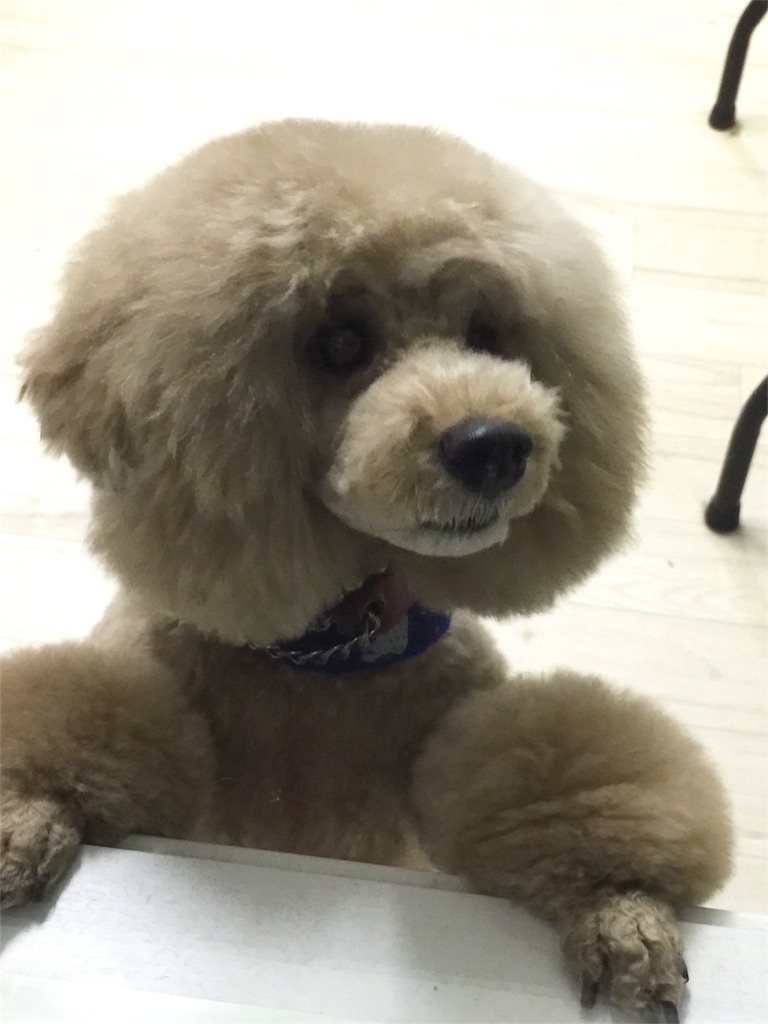 f:id:smile2poo-y:20160419032655j:image f:id:smile2poo-y:20160419032655j:image