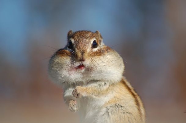 f:id:smilehousejapan:20061018142645j:plain