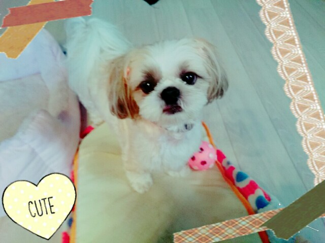 f:id:smilekatomiho:20150902180752j:image f:id:smilekatomiho:20150902180752j:image
