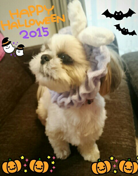 f:id:smilekatomiho:20151031121444j:image f:id:smilekatomiho:20151031121444j:image