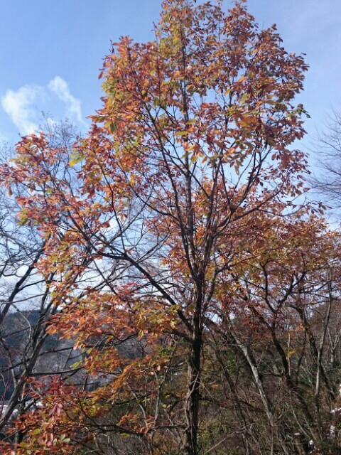 f:id:smilekatomiho:20151206131820j:image f:id:smilekatomiho:20151206131820j:image