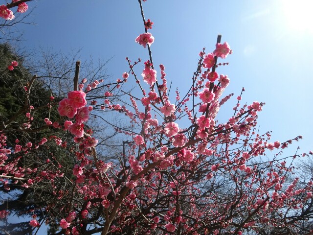 f:id:smilekatomiho:20160303215946j:image f:id:smilekatomiho:20160303215946j:image