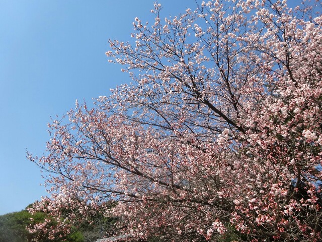 f:id:smilekatomiho:20160303220224j:image f:id:smilekatomiho:20160303220224j:image
