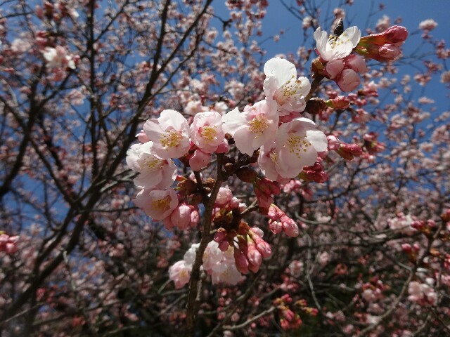 f:id:smilekatomiho:20160303220312j:image f:id:smilekatomiho:20160303220312j:image