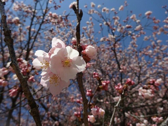 f:id:smilekatomiho:20160303220324j:image f:id:smilekatomiho:20160303220324j:image