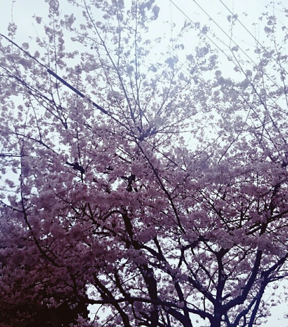 f:id:smilekatomiho:20160402203805j:image f:id:smilekatomiho:20160402203805j:image