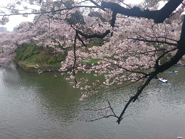 f:id:smilekatomiho:20160404205038j:image f:id:smilekatomiho:20160404205038j:image