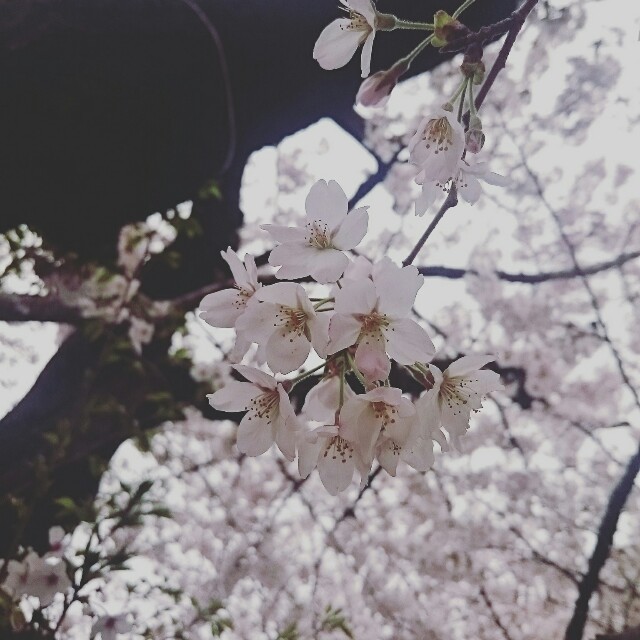 f:id:smilekatomiho:20160404205312j:image f:id:smilekatomiho:20160404205312j:image