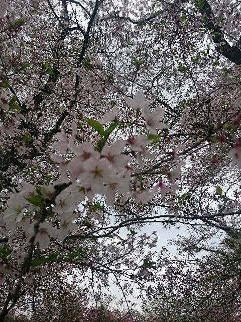 f:id:smilekatomiho:20160411004538j:image f:id:smilekatomiho:20160411004538j:image