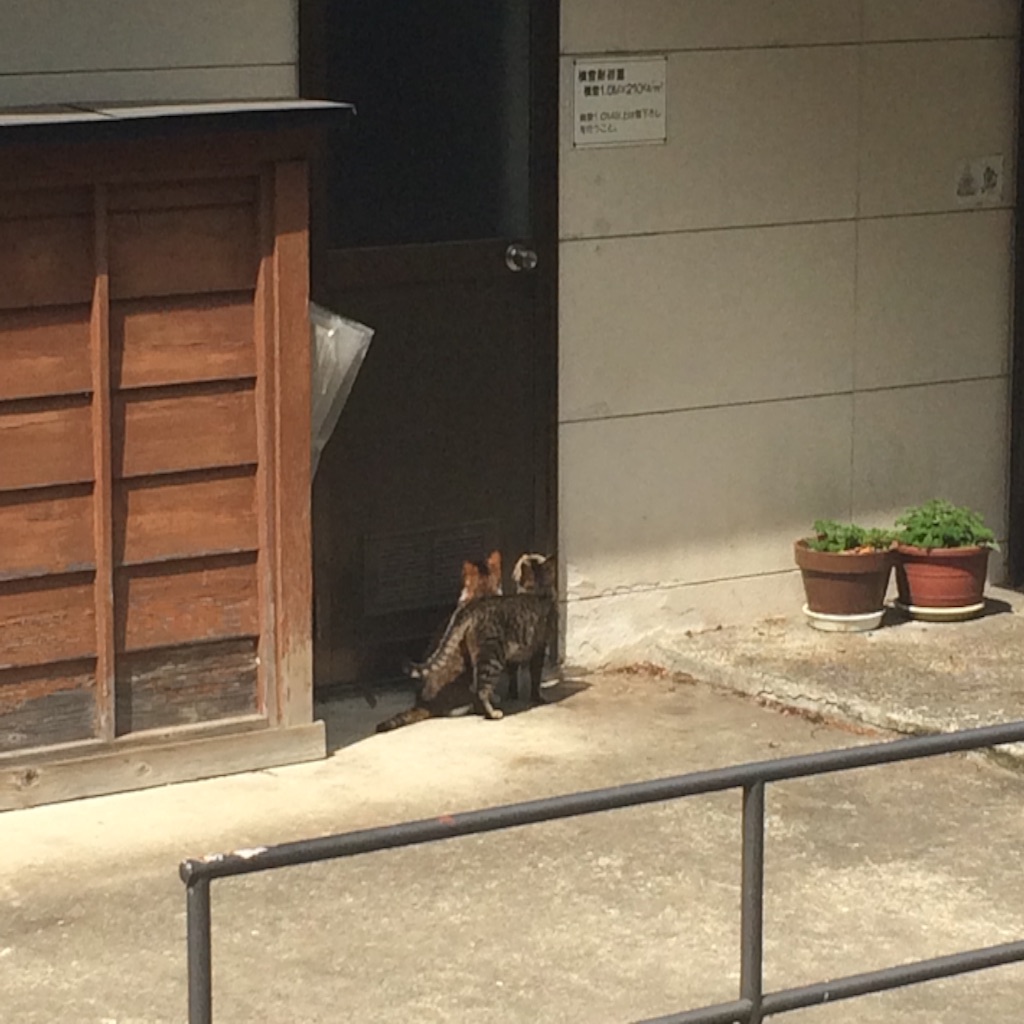 f:id:snk45megurin:20160509114029j:image f:id:snk45megurin:20160509114029j:image