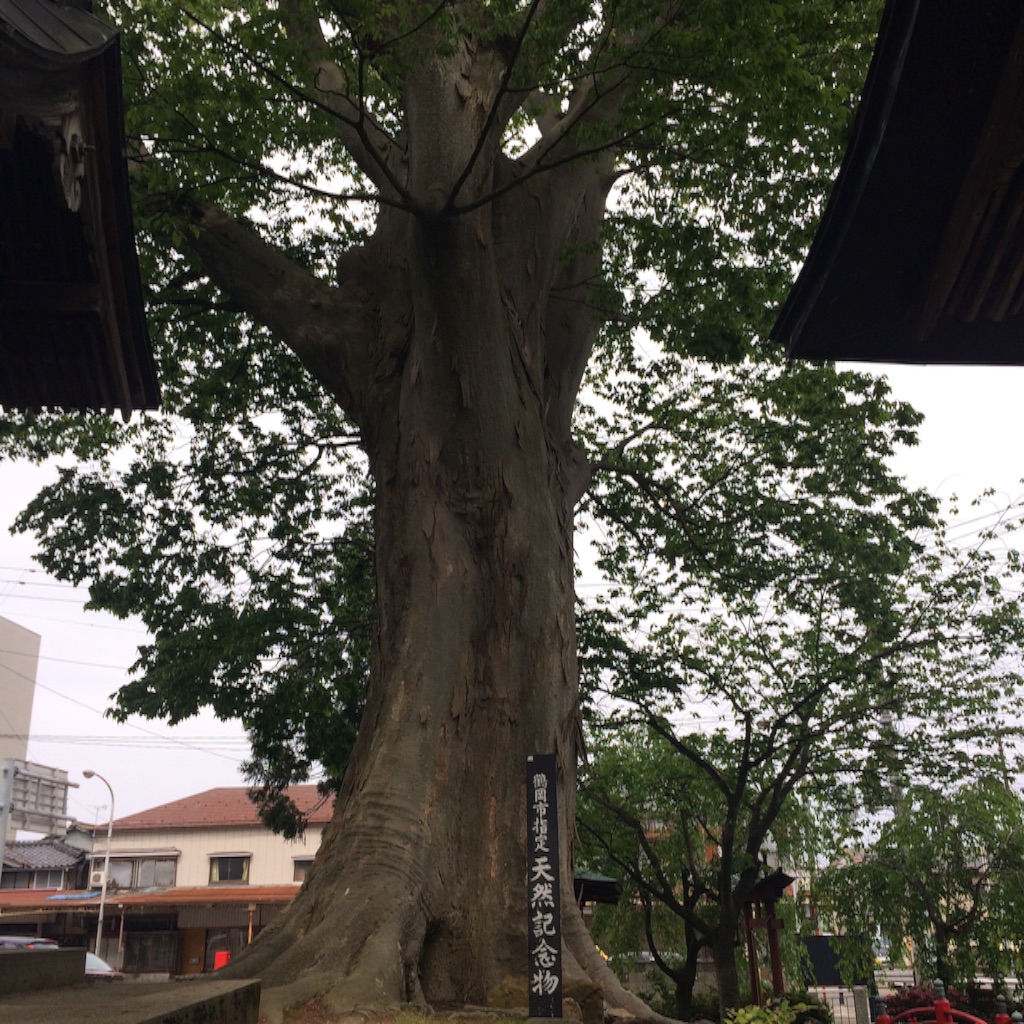 f:id:snk45megurin:20160615095219j:image f:id:snk45megurin:20160615095219j:image