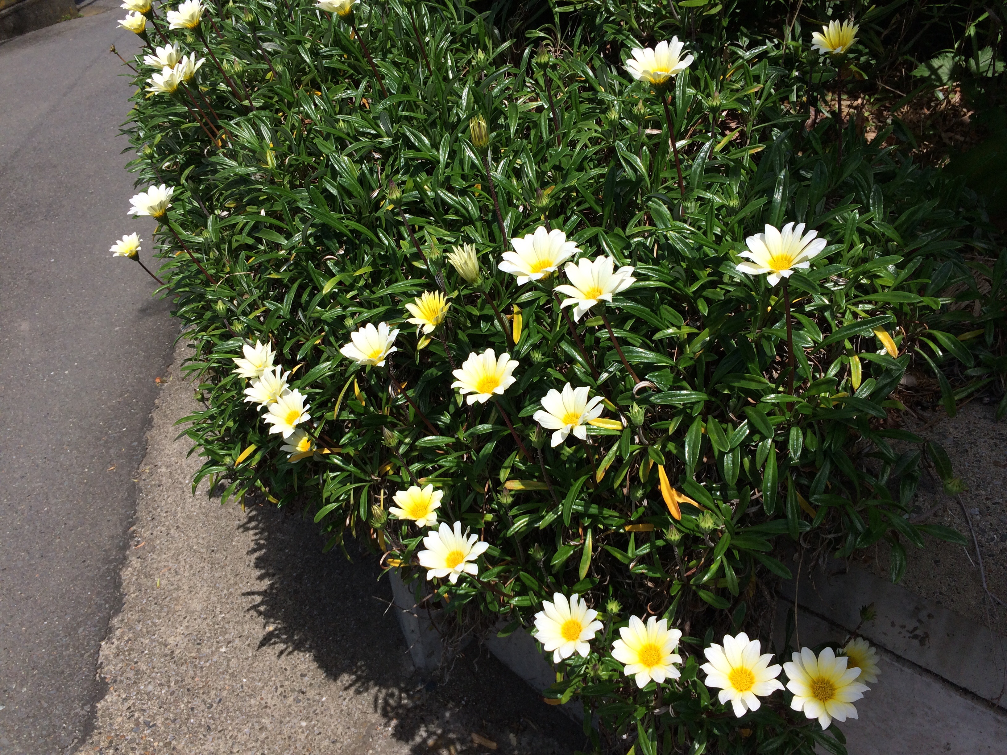 f:id:snowflakesonnose:20150505074724j:image f:id:snowflakesonnose:20150505074724j:image