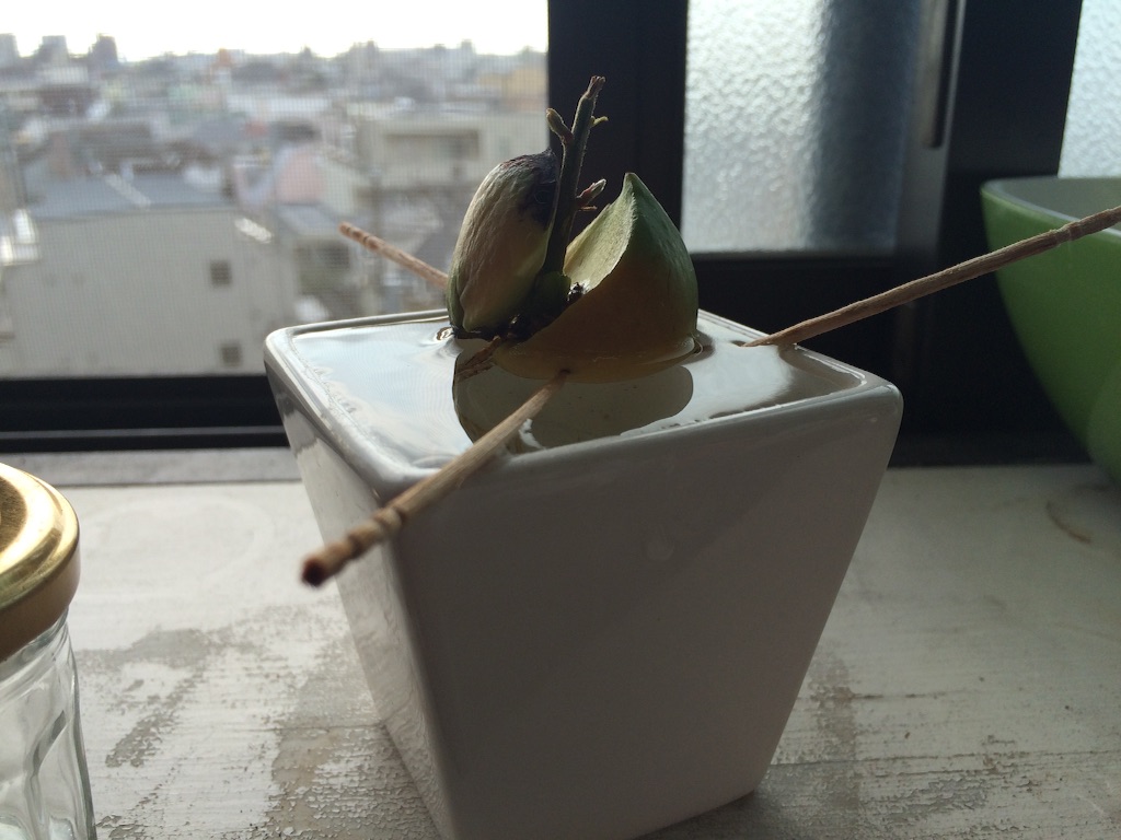 f:id:snowflakesonnose:20150812075949j:image f:id:snowflakesonnose:20150812075949j:image