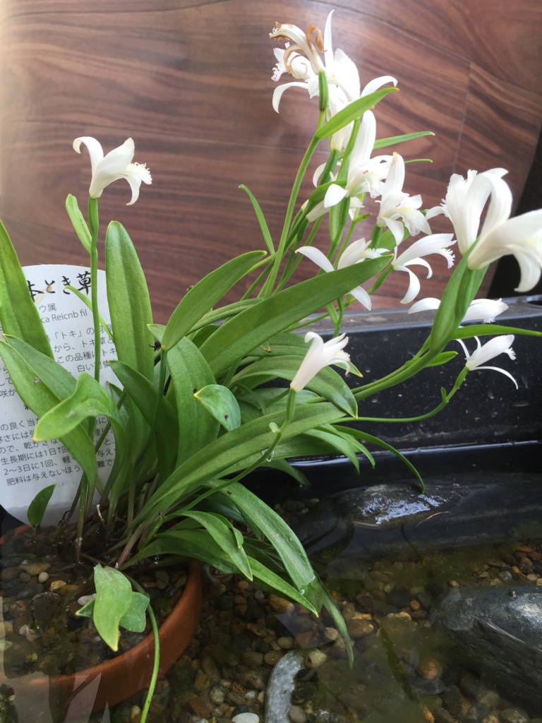 f:id:snowlong:20160501163137j:plain f:id:snowlong:20160501163137j:plain