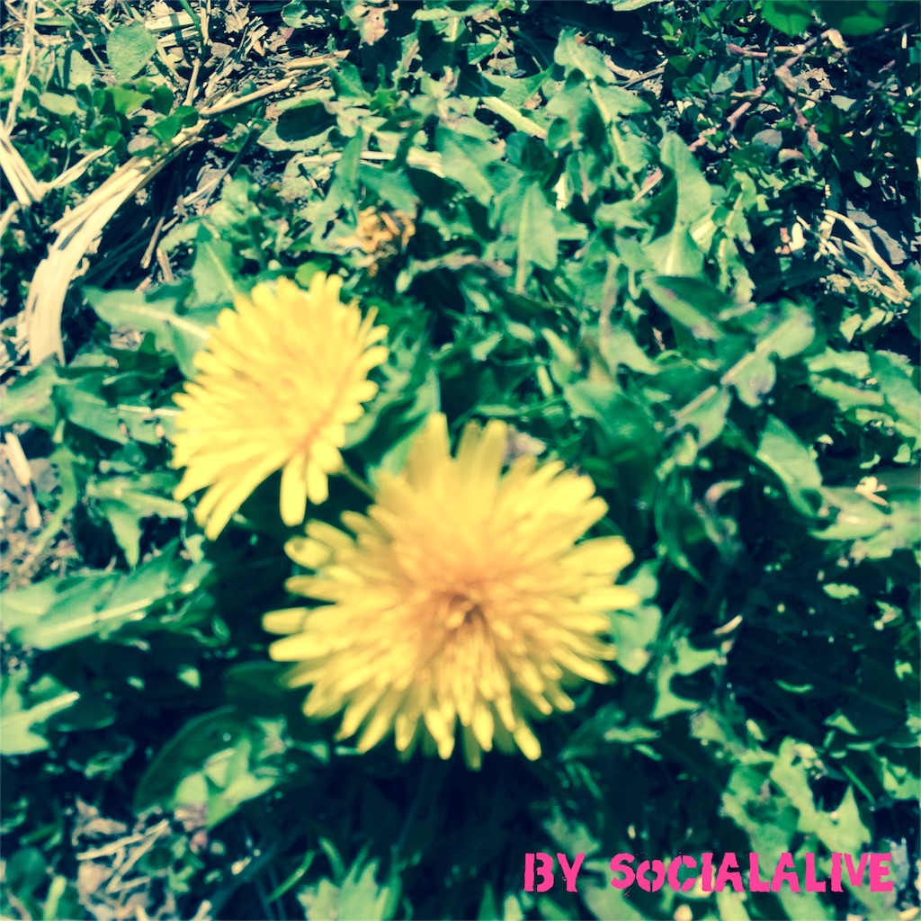 f:id:socialalive-yokohama:20160323084243j:image f:id:socialalive-yokohama:20160323084243j:image