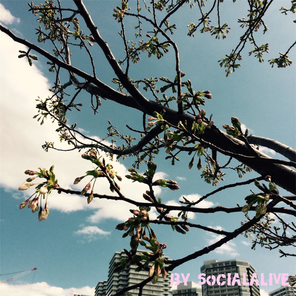 f:id:socialalive-yokohama:20160327095742j:image f:id:socialalive-yokohama:20160327095742j:image
