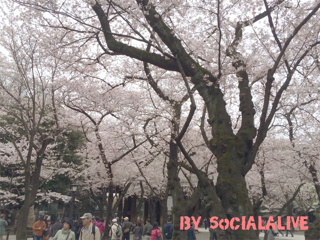 f:id:socialalive-yokohama:20160405002728j:image f:id:socialalive-yokohama:20160405002728j:image