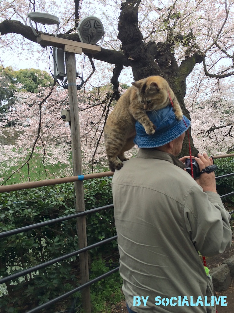 f:id:socialalive-yokohama:20160405002903j:image f:id:socialalive-yokohama:20160405002903j:image
