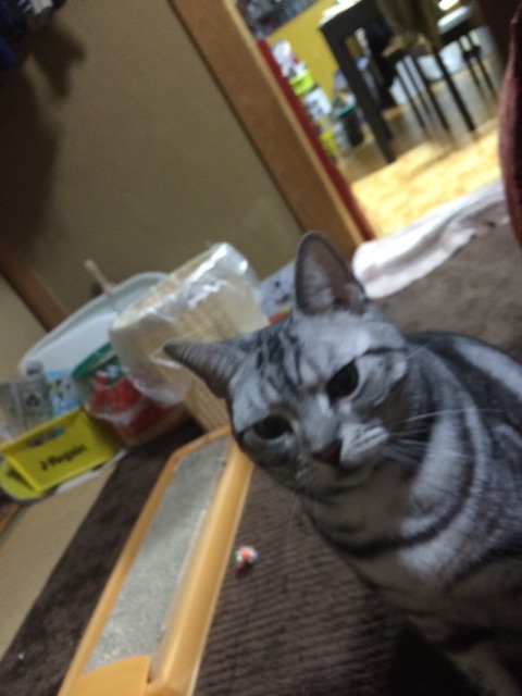 f:id:soiasla13296132:20150304211957j:plain f:id:soiasla13296132:20150304211957j:plain