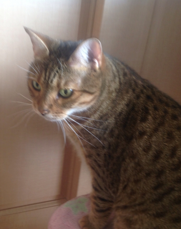 f:id:solamekoto:20150422105304j:plain f:id:solamekoto:20150422105304j:plain
