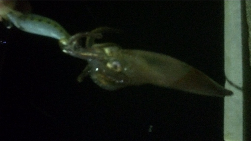 f:id:solt_sherry_angler:20160601210855j:image f:id:solt_sherry_angler:20160601210855j:image