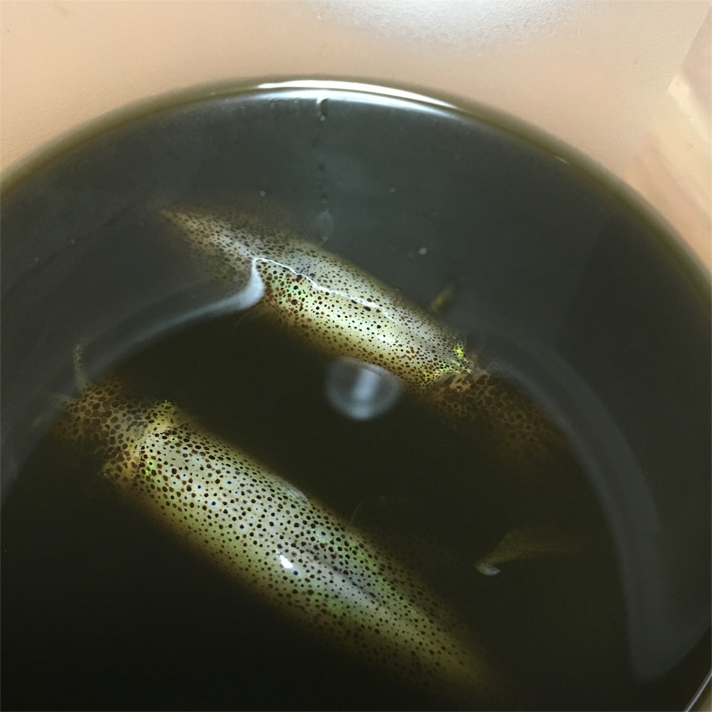 f:id:solt_sherry_angler:20160601210925j:image f:id:solt_sherry_angler:20160601210925j:image